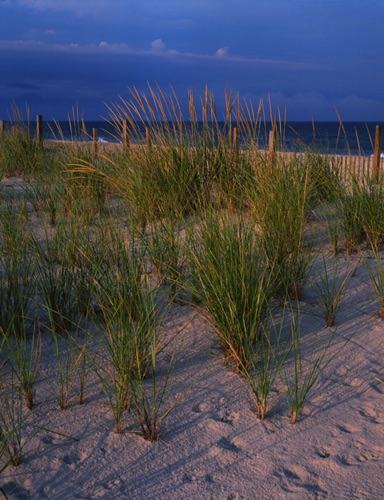 Summer Dunes, Island Beach State Park, Ocean County, NJ (MF).jpg